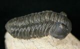 Acastoides Zguilmensis Trilobite #15563-1